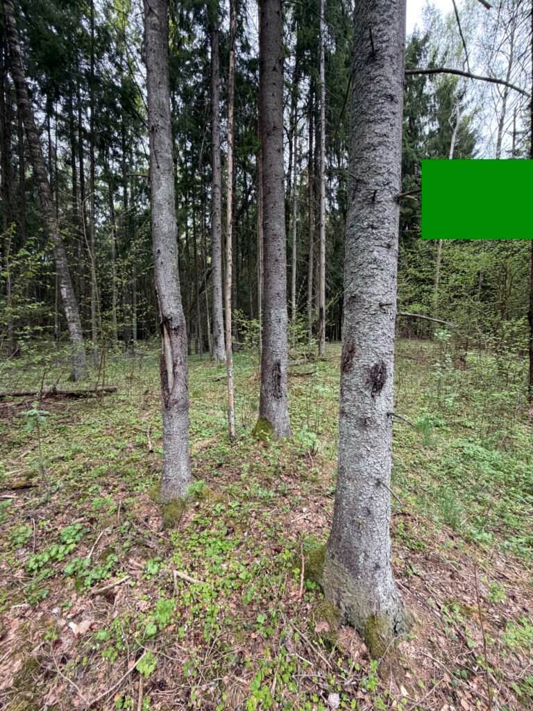 Mišrus medynas su samanų danga