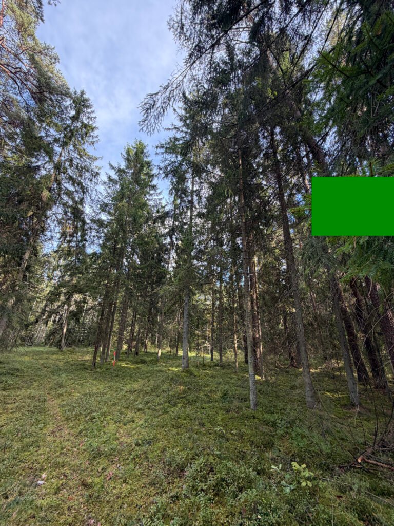 Šviesus pušynas miško sklype