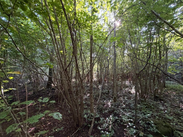 Jaunuolynas – lapuočių atžalynas