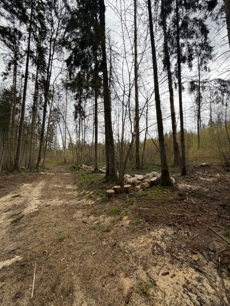 Miško kelias su rąstų rietuve pakelėje