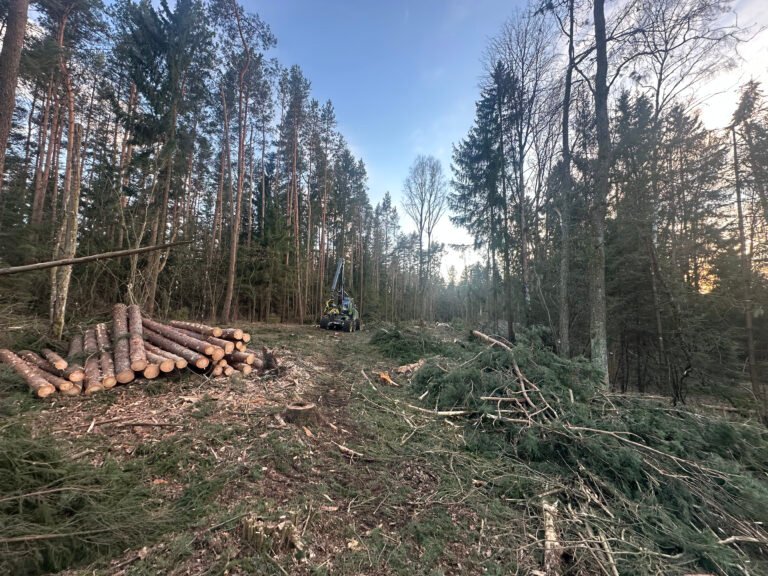 Miško kirtimo darbai – technika medyne