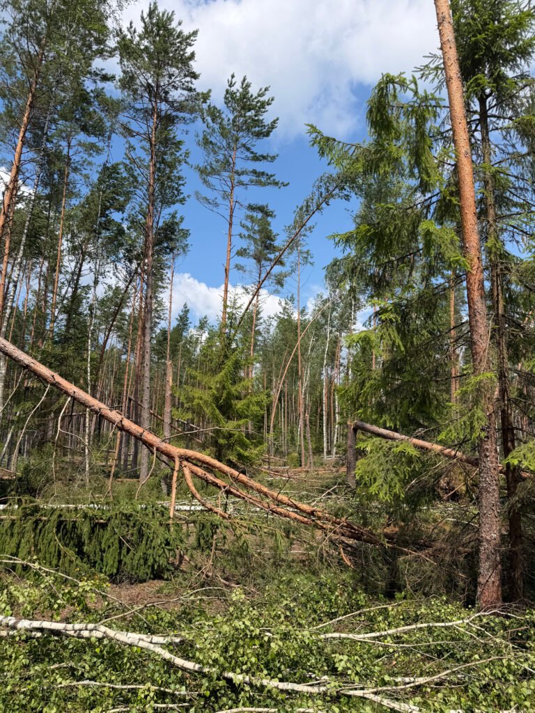 Medžių lajos prieš dangų