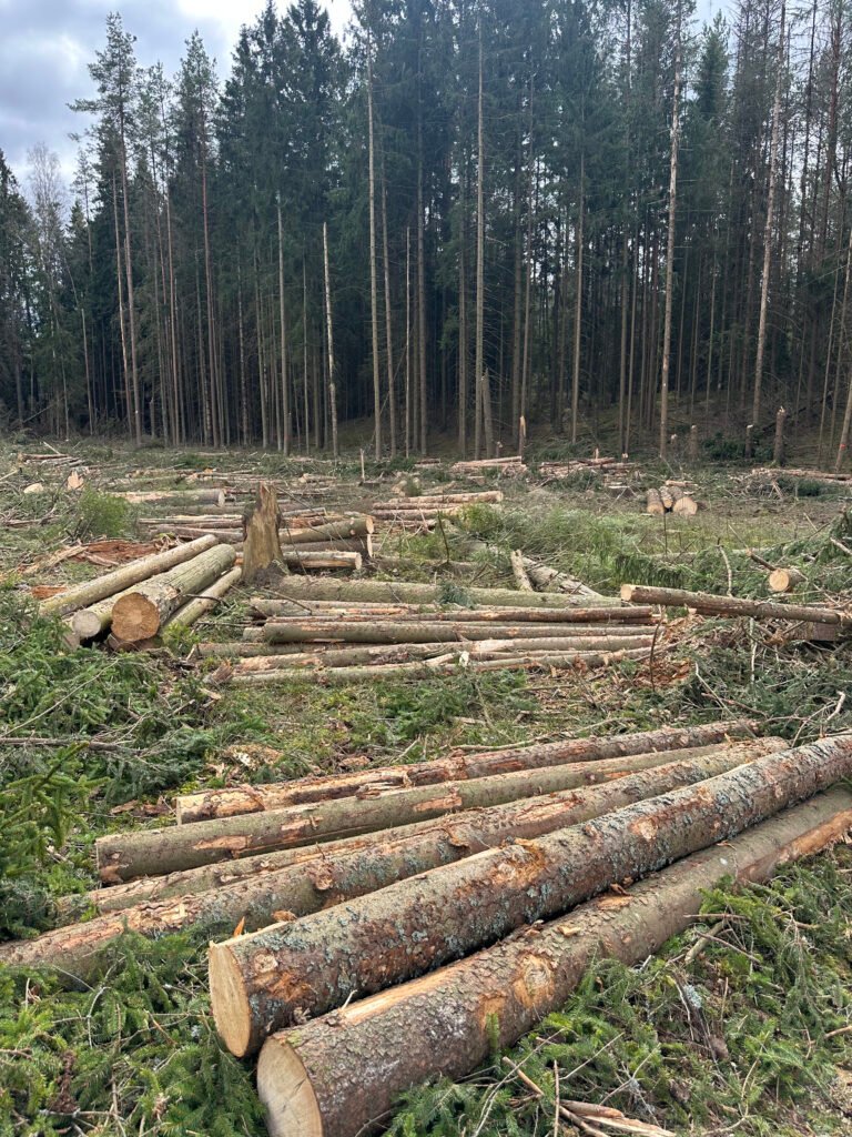 Paruošta mediena – rąstų rietuvė miške