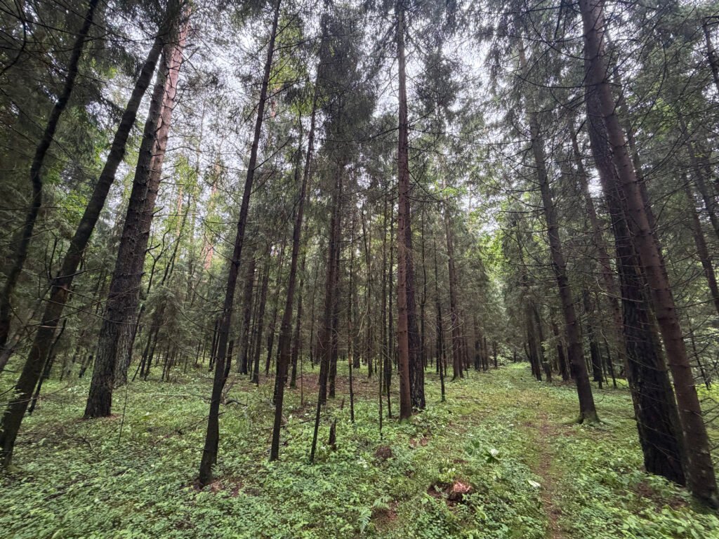 Brandus pušynas – miško vertinimas prieš supirkimą