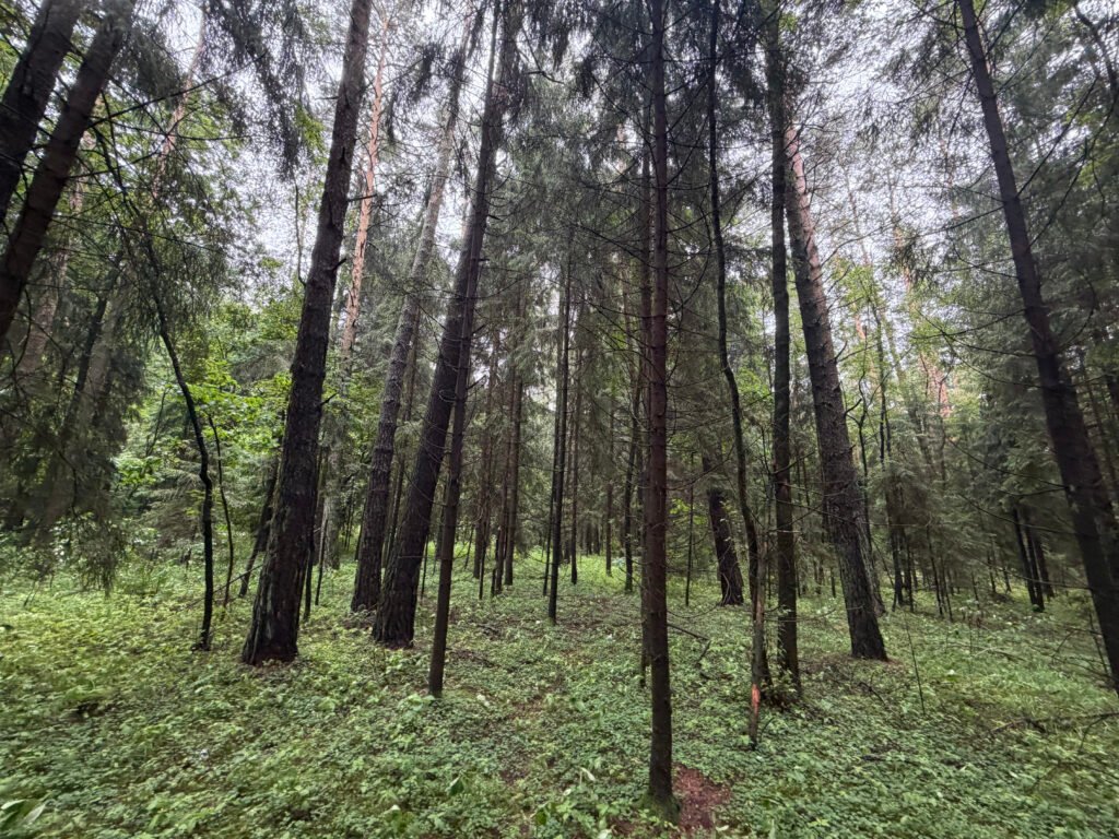 Tankus spygliuočių medynas