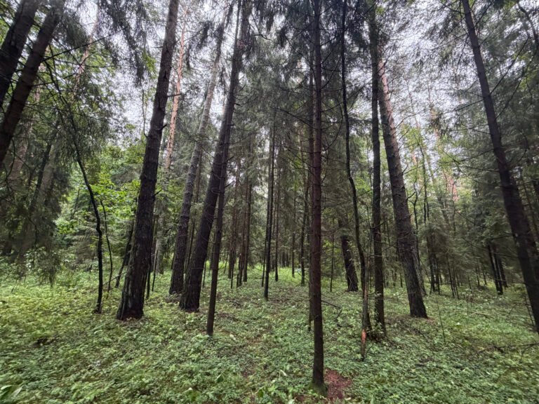 Tankus spygliuočių medynas