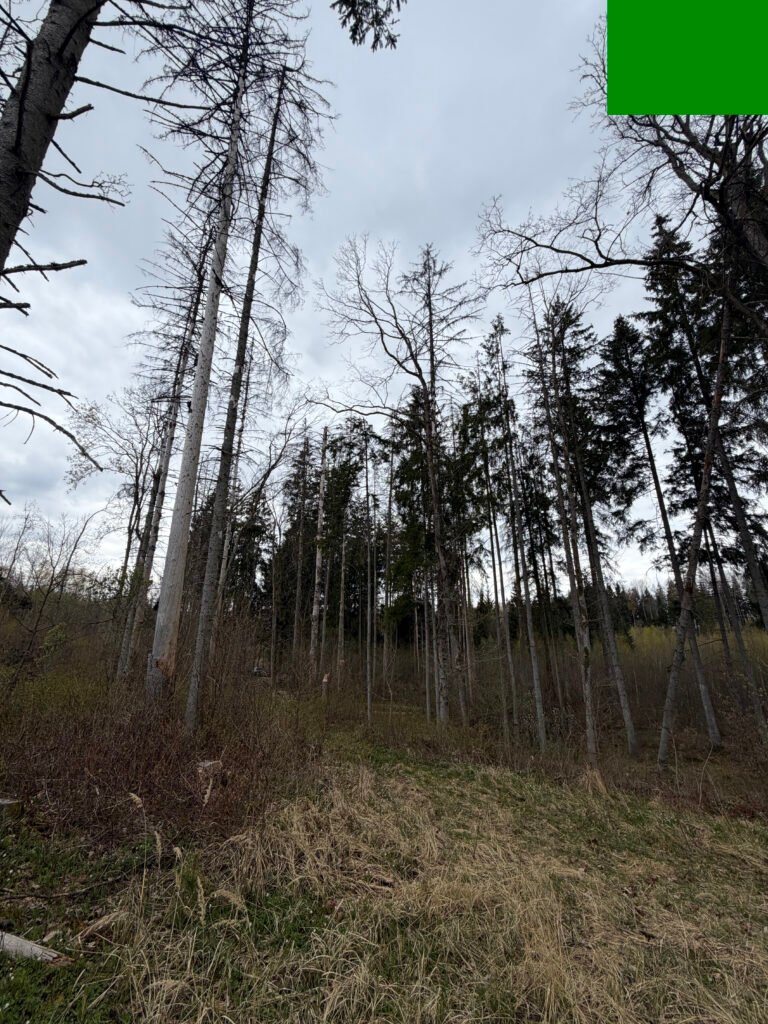 Sanitarinių kirtimų reikalaujantis medynas