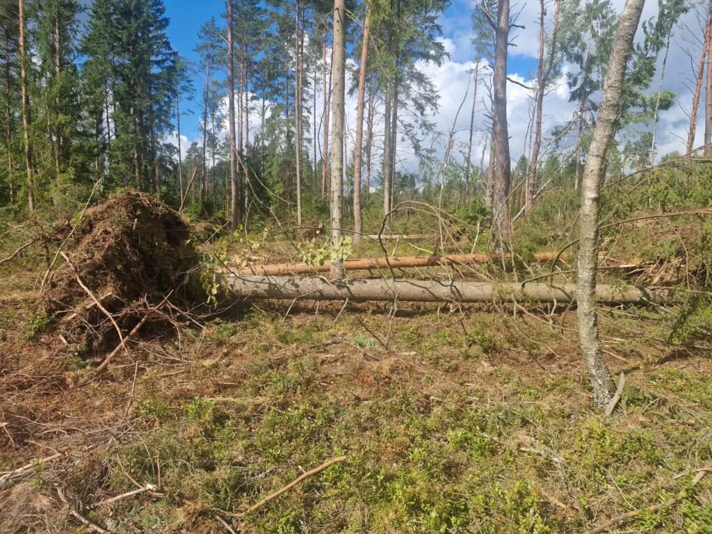 Vėjovartų plotas su nuvirtusiais medžiais