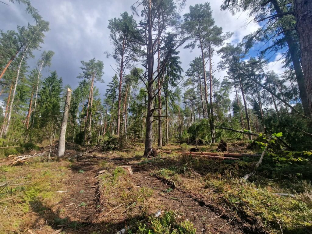 Plotas po kirtimo – kelmai ir kirtimo atliekos