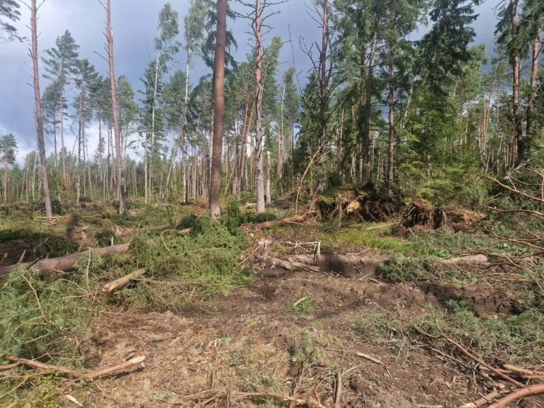 Sutvarkyta kirtavietė