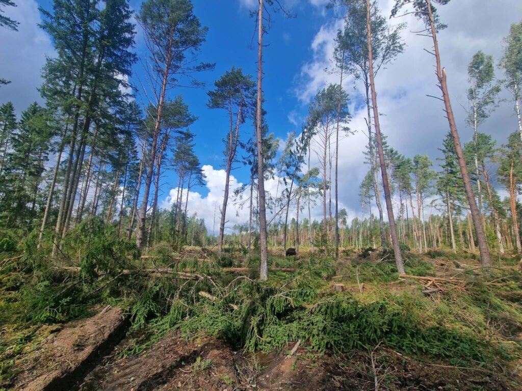 Iškirstas plotas su kirtimo atliekomis