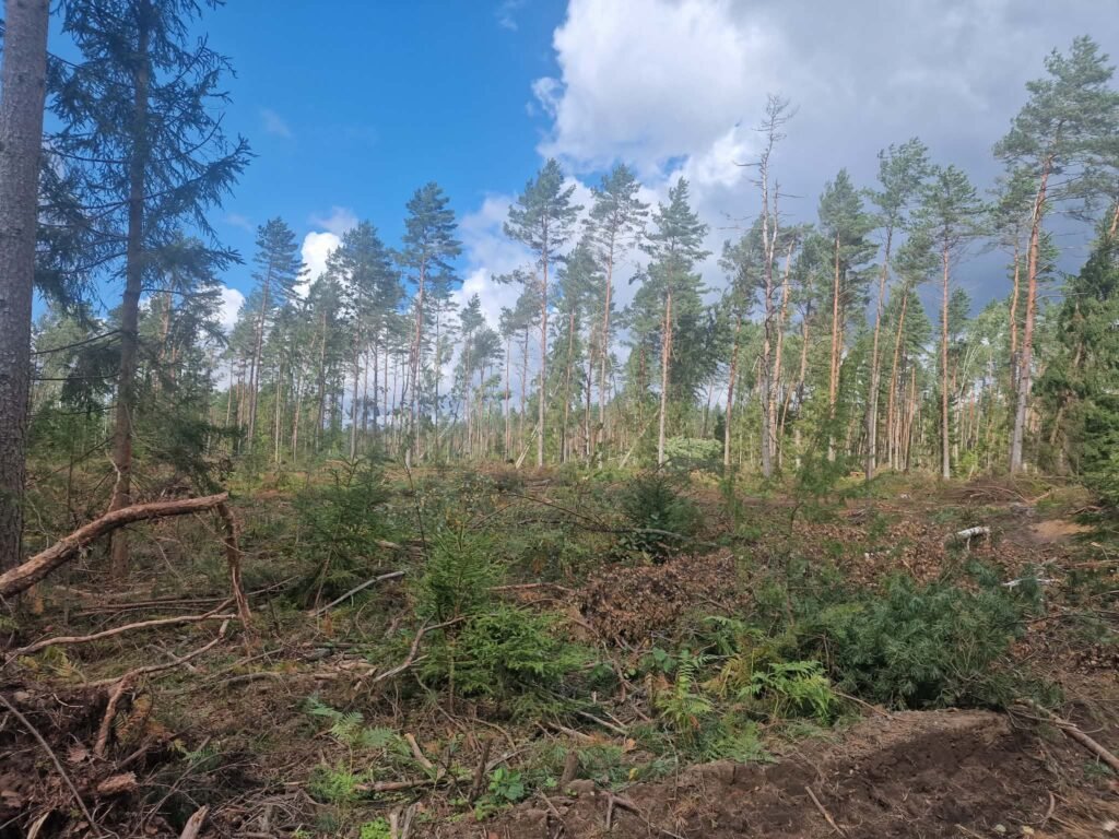 Kirtavietė su likusiais jaunais medžiais